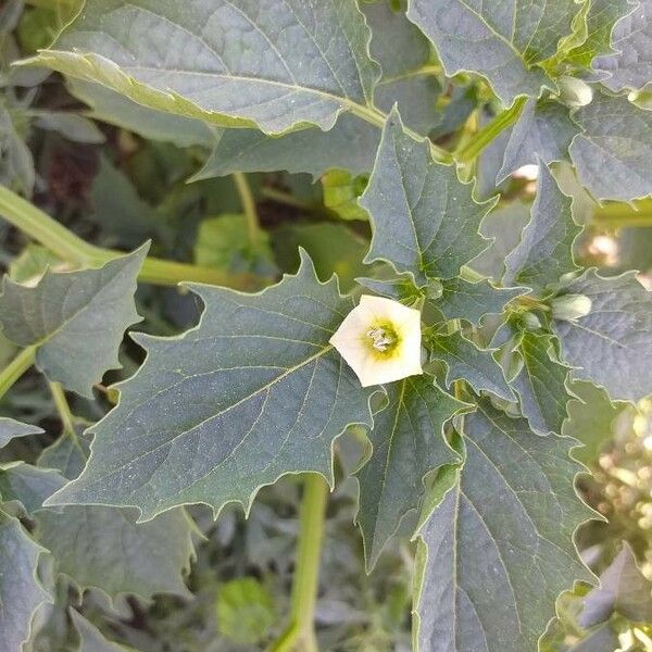 Physalis angulata Blomma