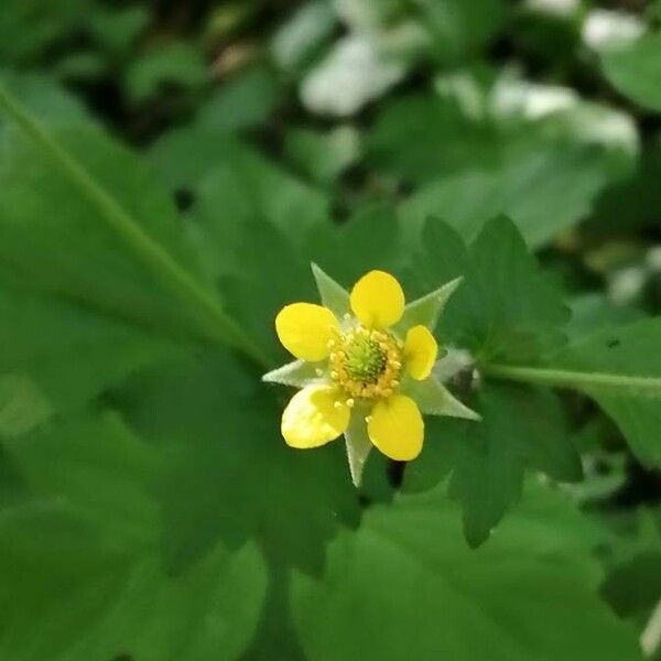 Geum urbanum Žiedas