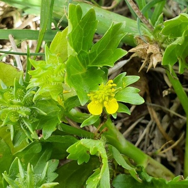 Ranunculus muricatus Blad