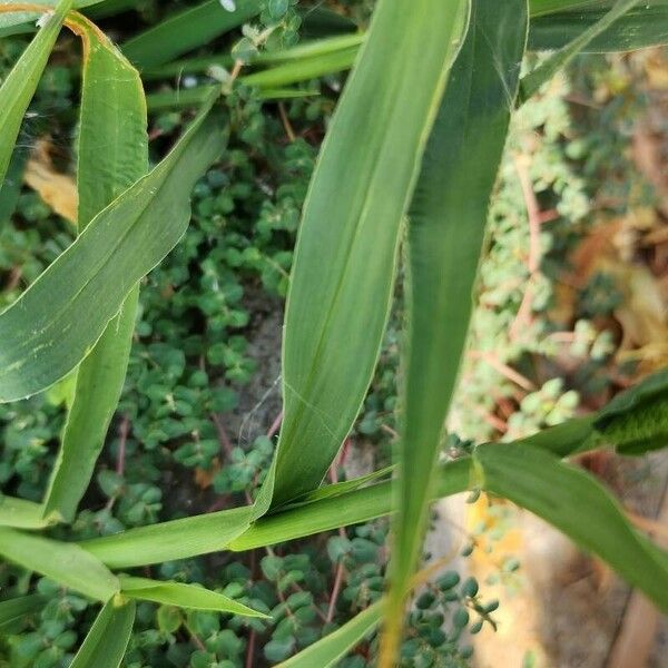 Setaria verticillata Blad