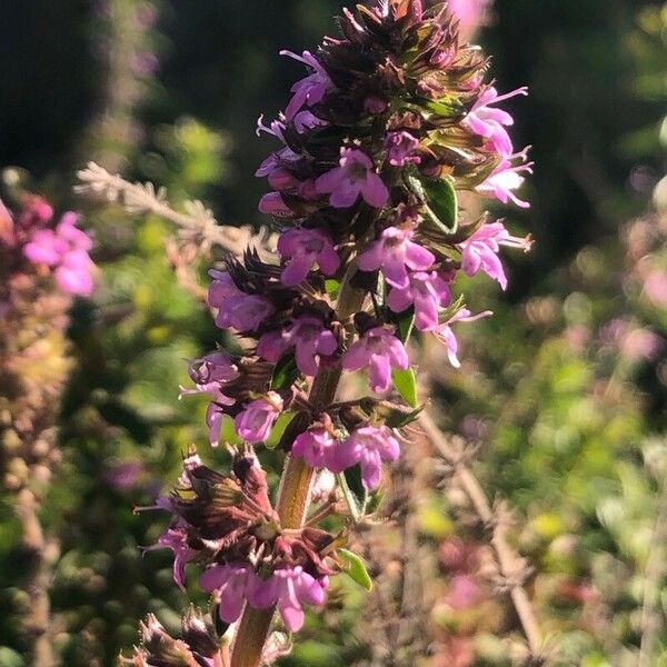 Thymus pulegioides Kvet