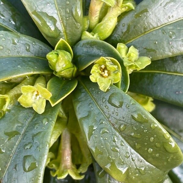 Daphne laureola Flower