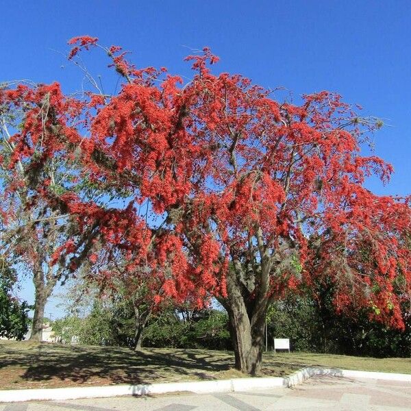 Barnebydendron riedelii Агульны выгляд