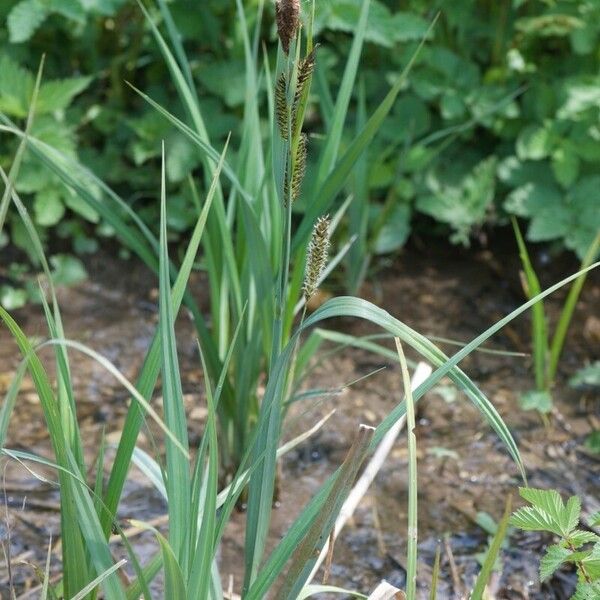 Carex riparia 形态