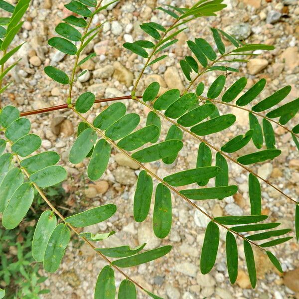 Amorpha fruticosa Frunză