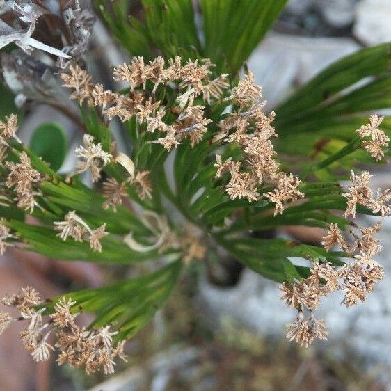 Schizaea dichotoma Froito