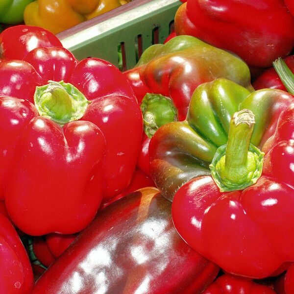 Capsicum annuum Fruit