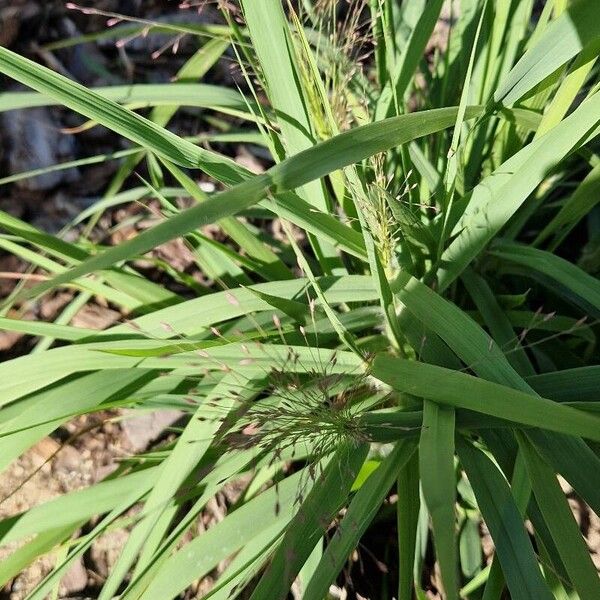 Eragrostis pilosa Leaf