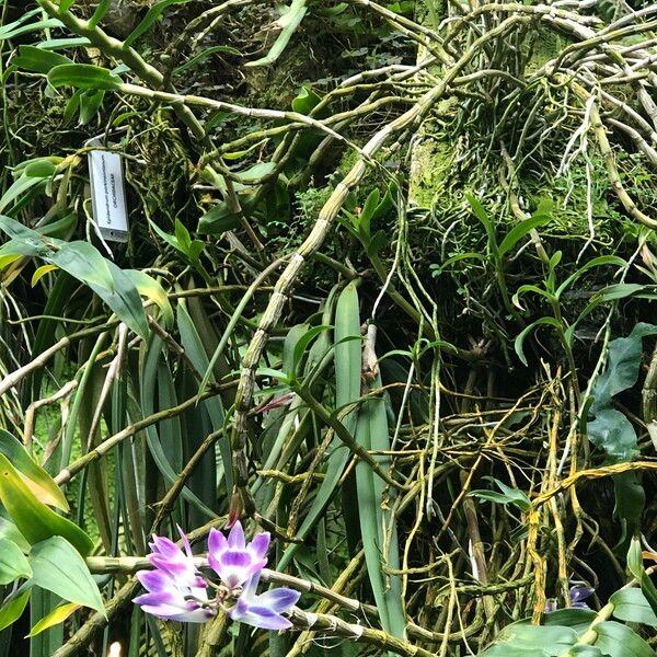 Dendrobium victoriae-reginae Alkat (teljes növény)