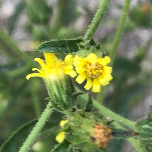 Dittrichia graveolens Flower