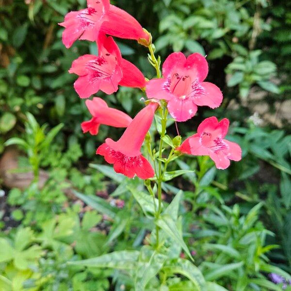 Penstemon barbatus Habit