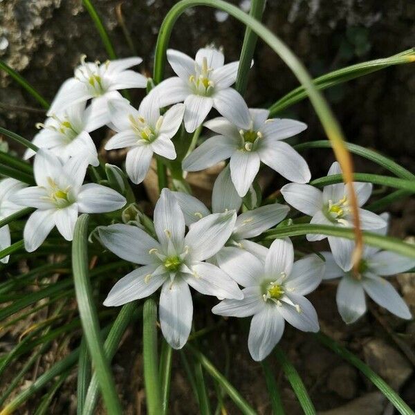 Ornithogalum exscapum Flower