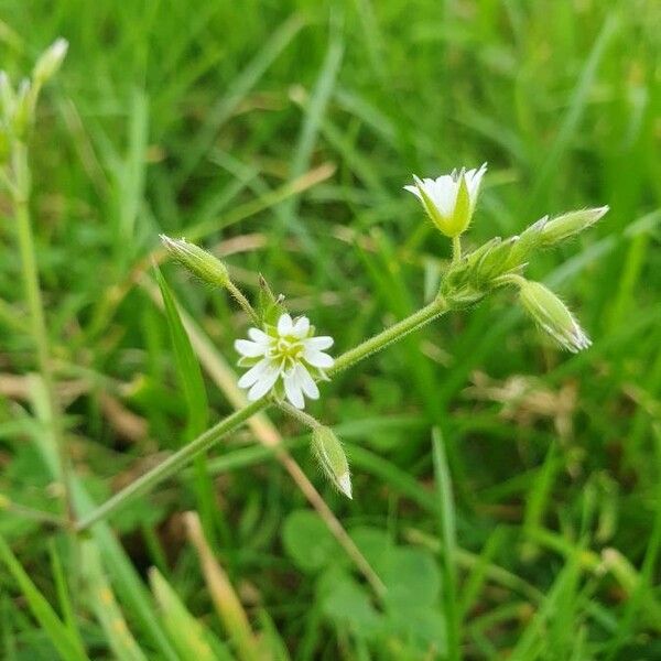 Cerastium fontanum Blodyn