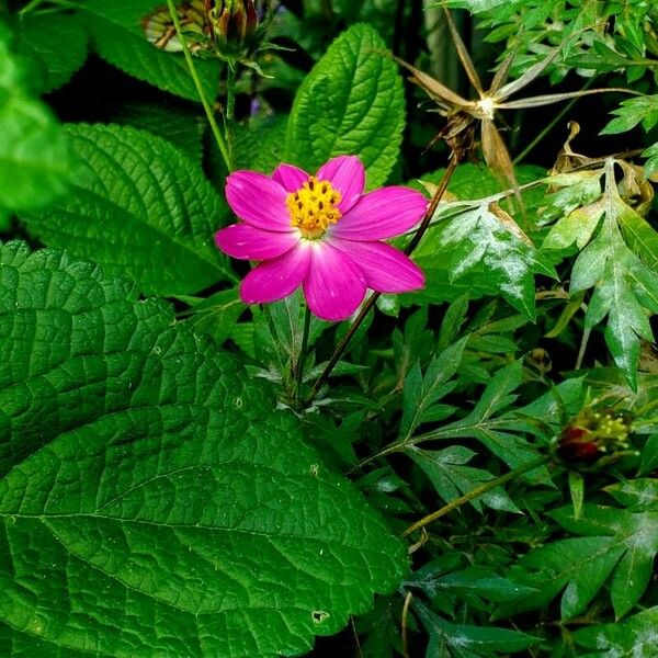 Cosmos caudatus Кветка