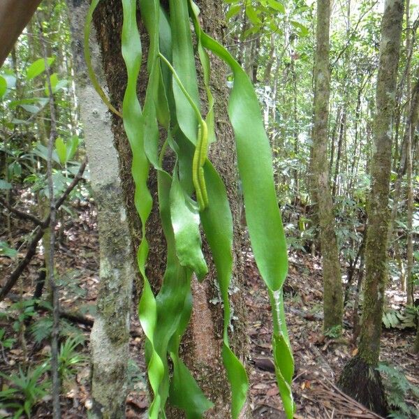 Ophioglossum pendulum Habit