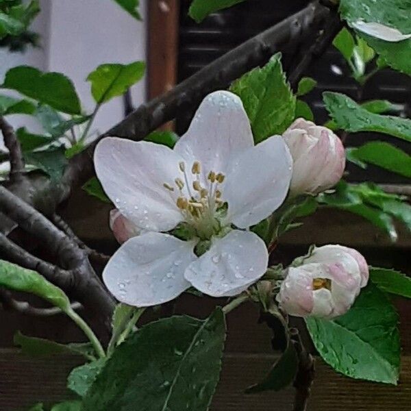 Malus domestica Flower