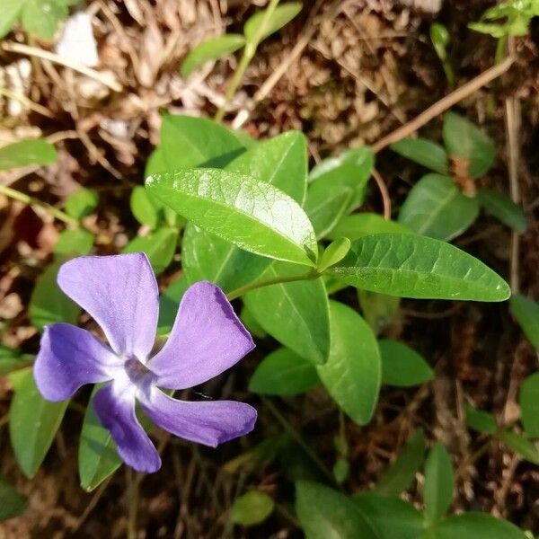 Vinca minor Ліст