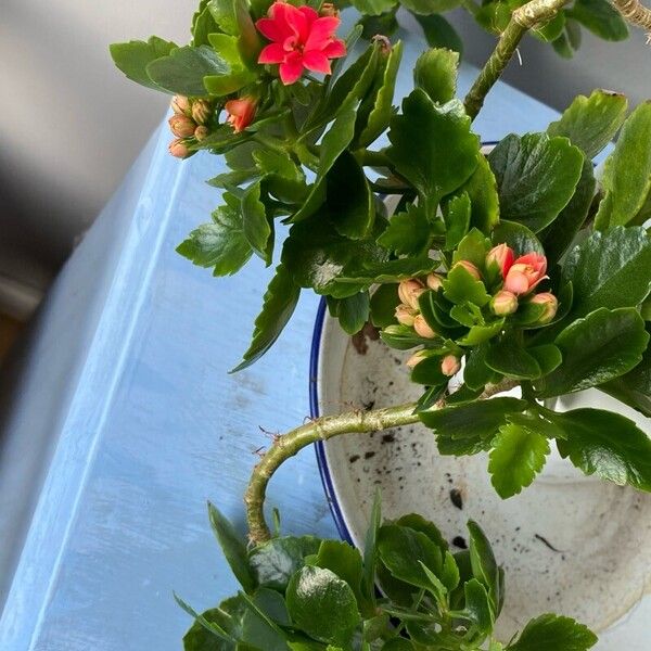 Kalanchoe crenata Blatt