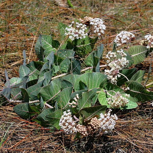 Asclepias humistrata Агульны выгляд