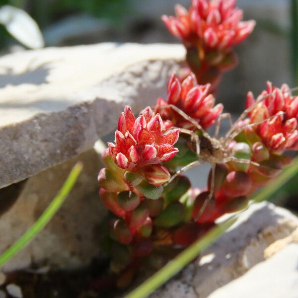 Sedum atratum Fleur