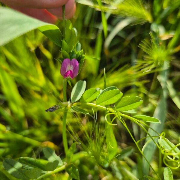 Vicia lathyroides Λουλούδι