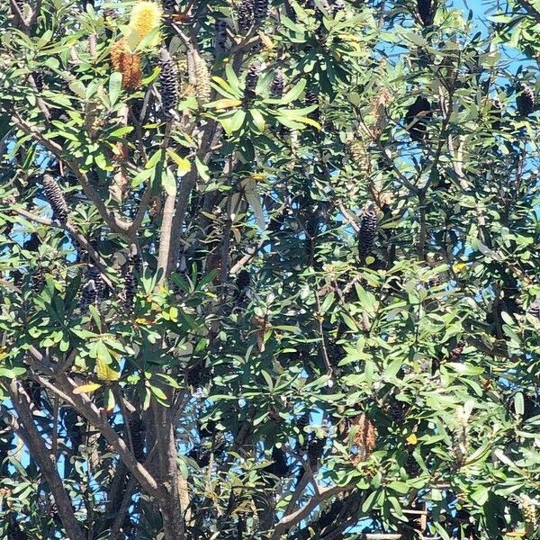 Banksia integrifolia Hábito