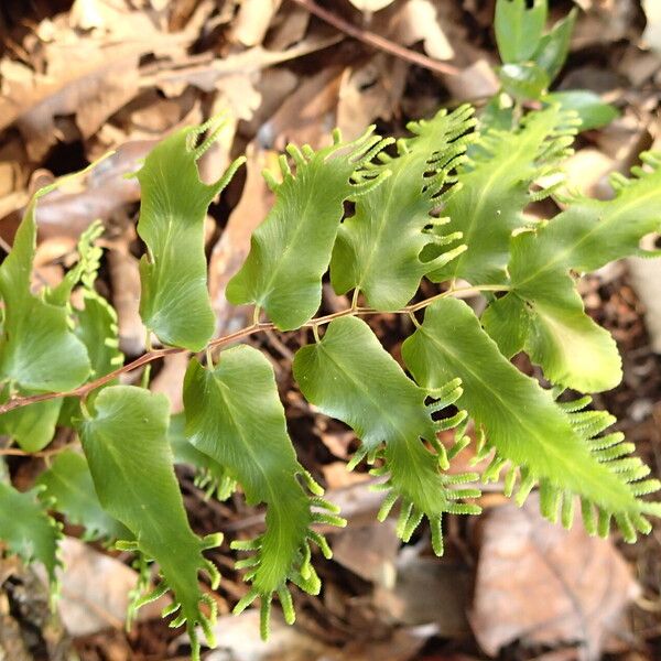 Lygodium microphyllum Folio