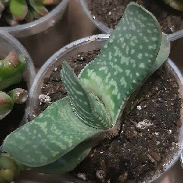 Gasteria excelsa Blatt