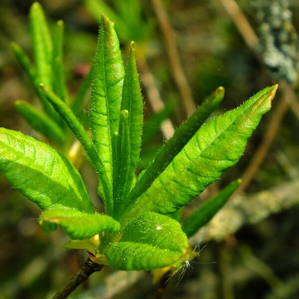 Rhododendron luteum 葉