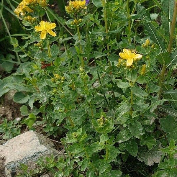 Hypericum maculatum Natur