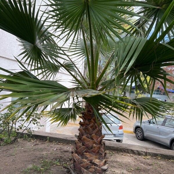 Washingtonia robusta Hostoa