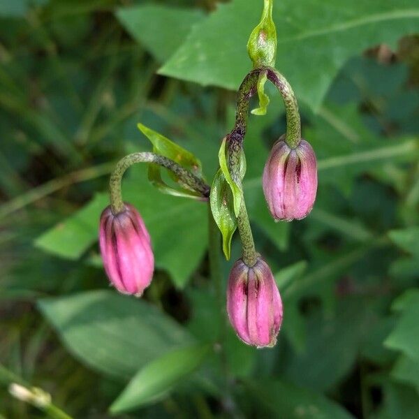 Lilium martagon Kwiat