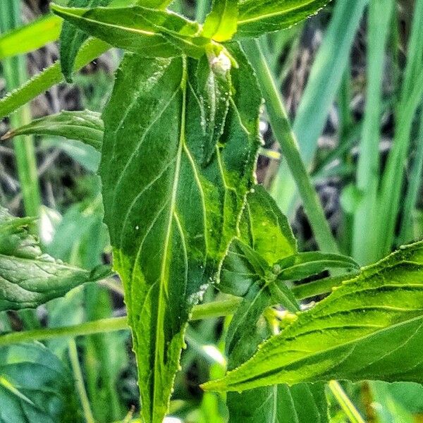 Epilobium palustre List