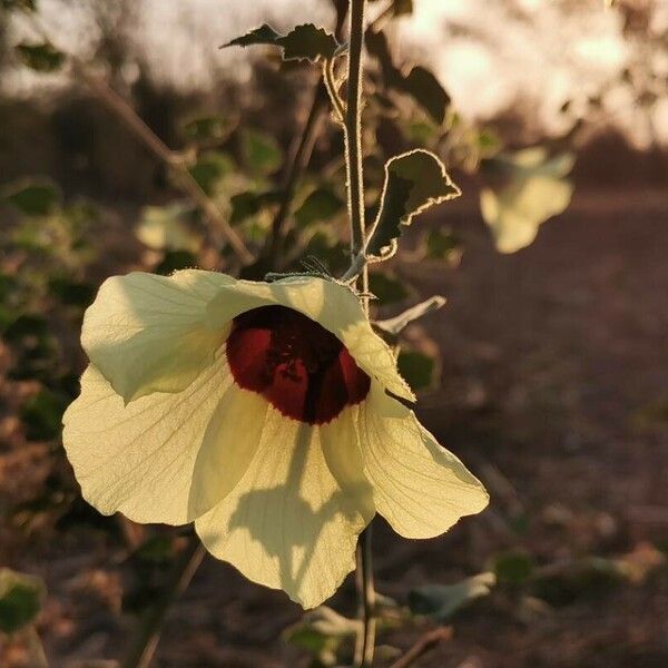 Hibiscus vitifolius Flor