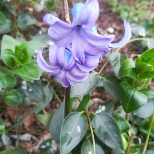 Hyacinthus orientalis Blüte