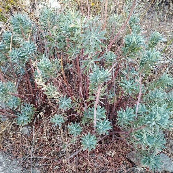 Euphorbia characias Celota