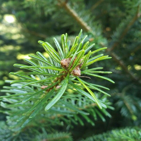 Abies nordmanniana Alia