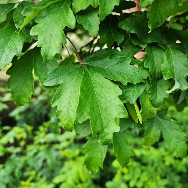 Acer griseum Лист