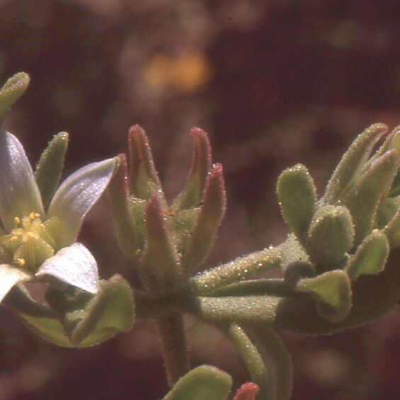 Aizoanthemopsis hispanica Blüte