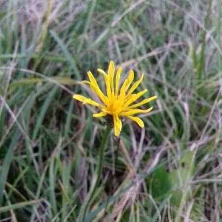 Hypochaeris radicata Virág