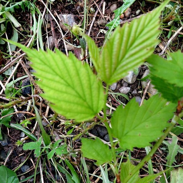 Kerria japonica Leht