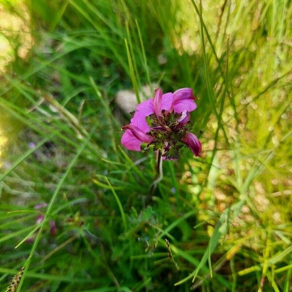 Pedicularis cenisia Flower