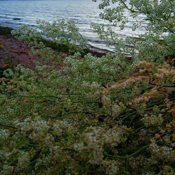 Lepidium latifolium Lorea