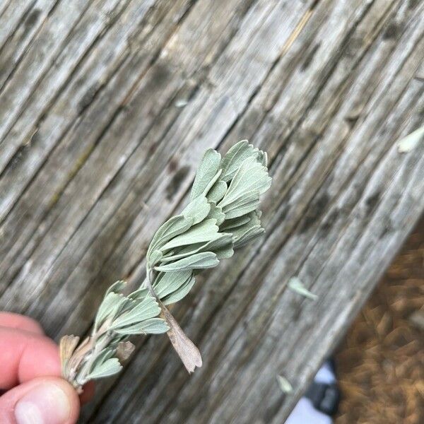 Artemisia tridentata Лист