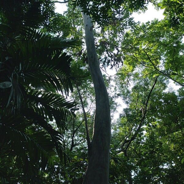 Eucalyptus deglupta Coajă