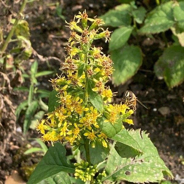 Solidago flexicaulis Lorea