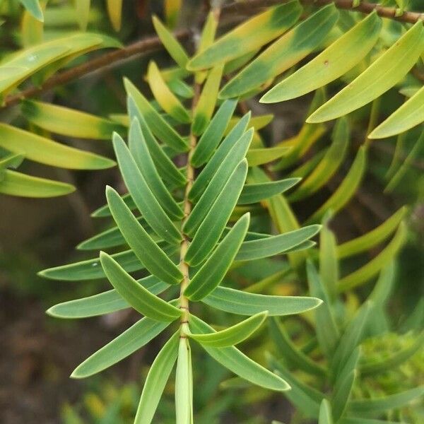 Hypericum lanceolatum Fuelha