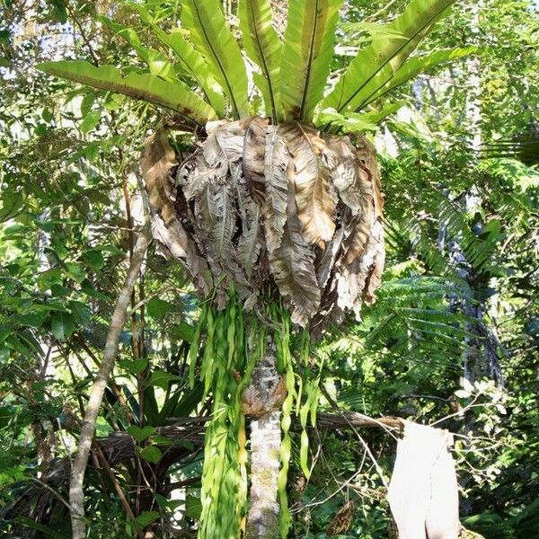 Ophioglossum pendulum പുറംതൊലി