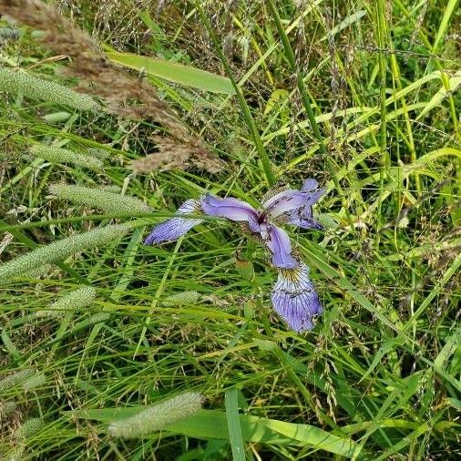 Iris versicolor Flor