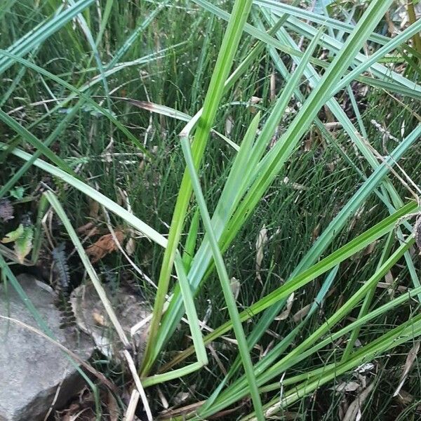 Carex acutiformis Листок